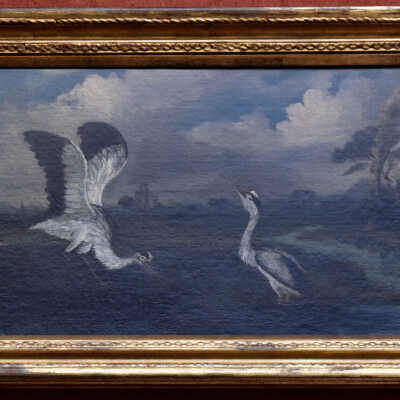 Herons