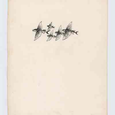 Flying Fish