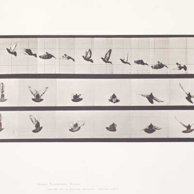 Animal Locomotion - Pigeon Flying - Plate 755