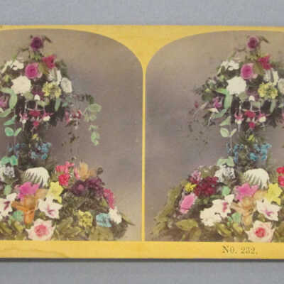 Stereograph: Flowers