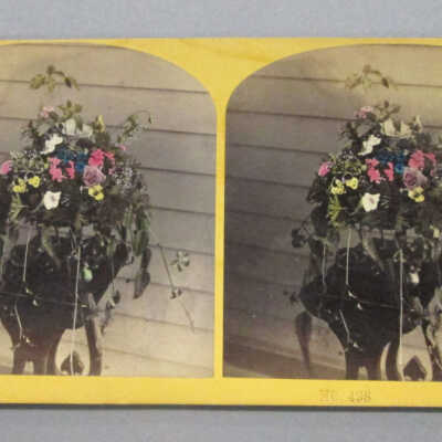 Stereograph: Flowers