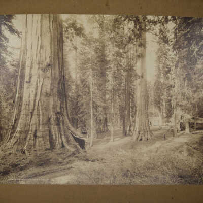 1328. Mariposa Grove Big Trees