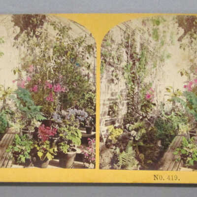Stereograph: Flowers
