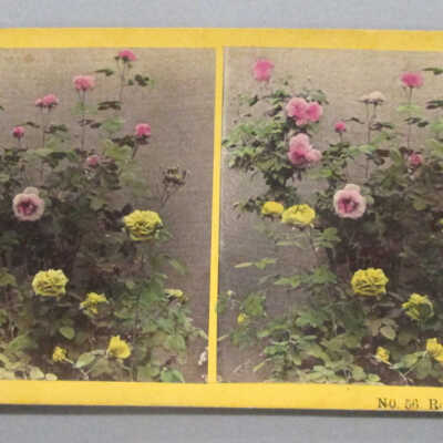 Stereograph: Flowers
