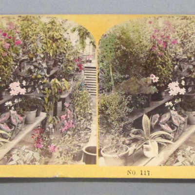 Stereograph: Flowers