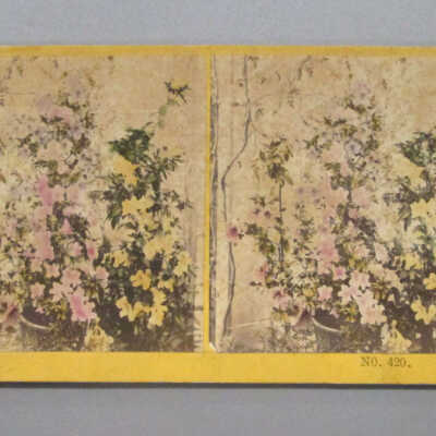 Stereograph: Flowers