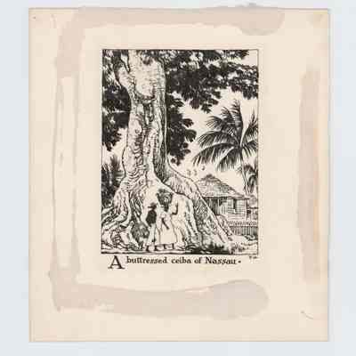 A Buttressed Ceiba of Nassau