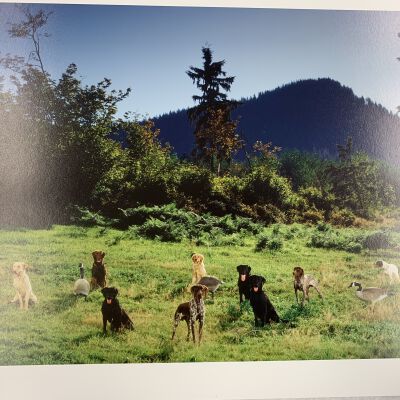 Dog Club