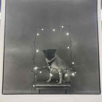 Untitled (Dog and Light)