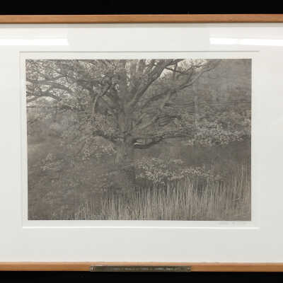 Oak Tree, Holmdel, New Jersey
