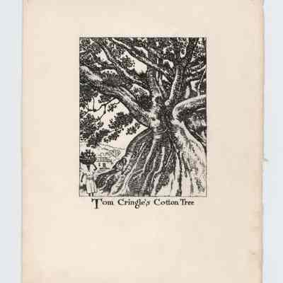 Tom Crigle's Cotton Tree
