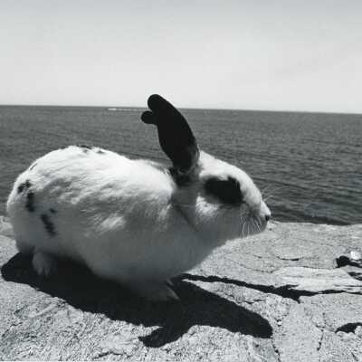 Rabbit