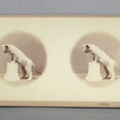 Stereograph: Kittens: Whitie