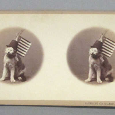 Stereograph: Kitty Series: Sleeping on Guard