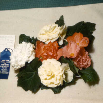 Flower Show of the Dahlia Society