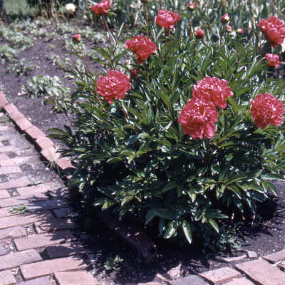 Gardens of Lake Forest