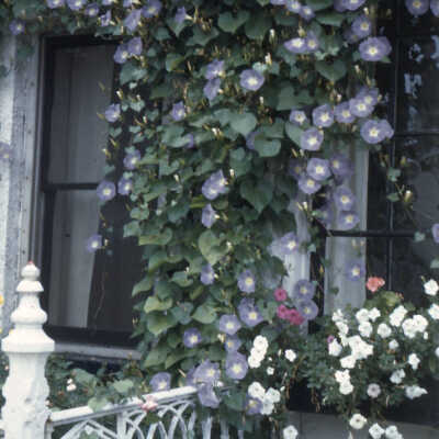 Morning Glories on Wisconsin Avenue