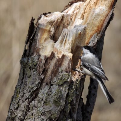 "A chickadee chips out space for a nest in spite of the pandemic"