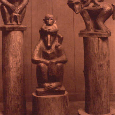 Baboons