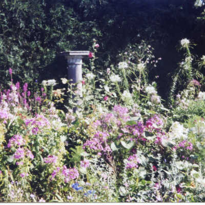 930 East Rosemary garden