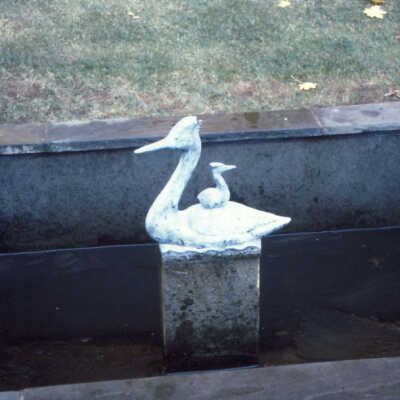 Mother and Baby swan