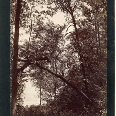 Lake through trees
