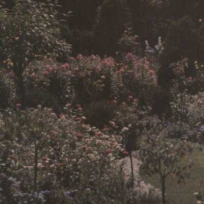 Garden at 1075 East Ringwood Road