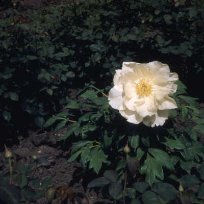 Gardens of Lake Forest