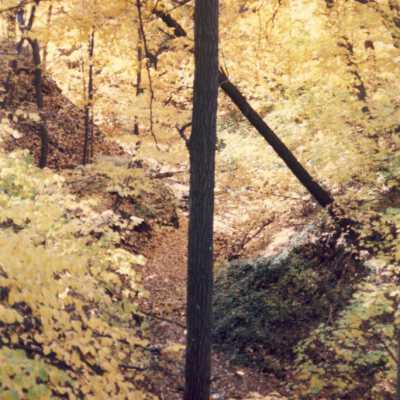 Trees in autumn in ravine
