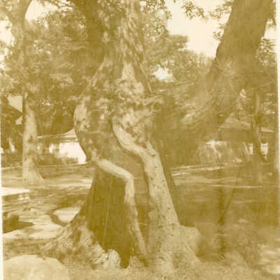 Indian Trail Tree
