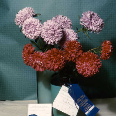 Flower Show of the Dahlia Society