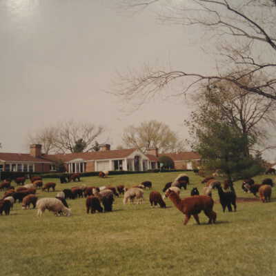 Alpacas at Marshall Field IV home