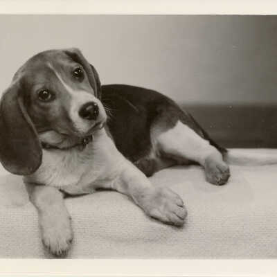 Unidentified Dog