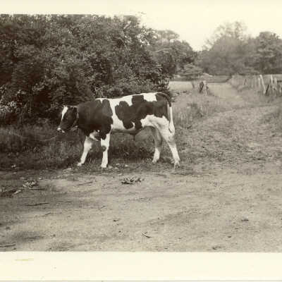 Calf at Old Mill Farm