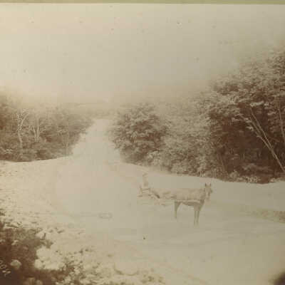 Man in wagon with horse on Sheridan Road