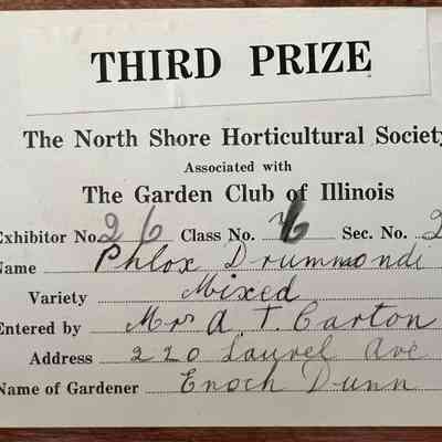 North Shore Horticultural Society award for Zinnia, Gardener Enoch Dunn, entered by Mrs Alfred T. Carton