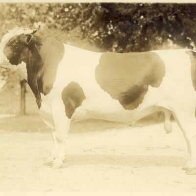 Bull