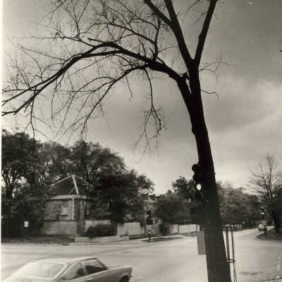 Elm tree at Deerpath and Green Bay Road