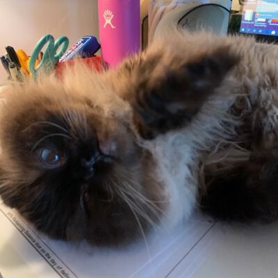 "New Assistant"