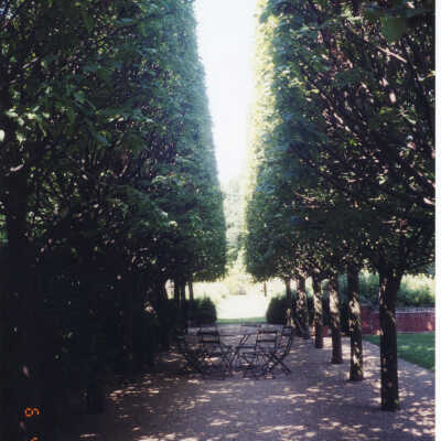 930 East Rosemary garden