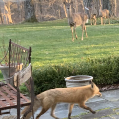 "Red fox at night three deer delight"