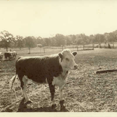 Cow
