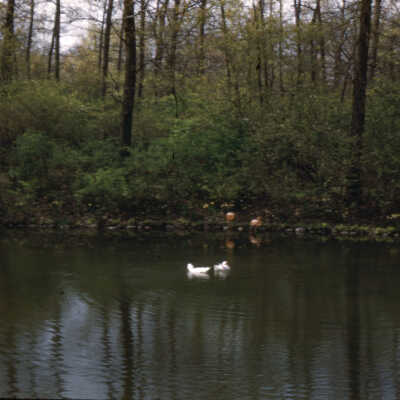 Gardens of Lake Forest