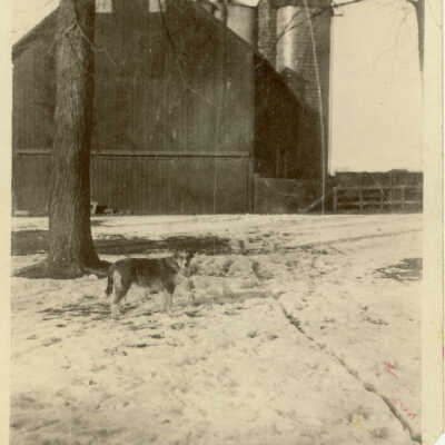 Farm in winter with dog