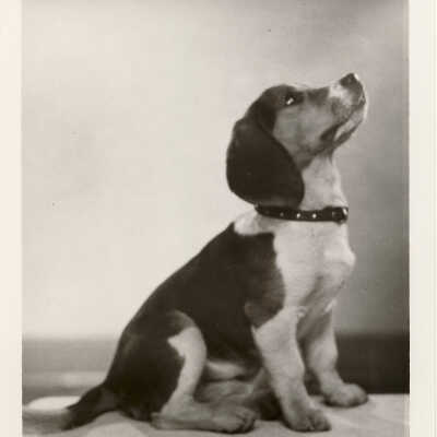 Unidentified Dog