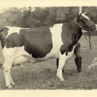 Cow