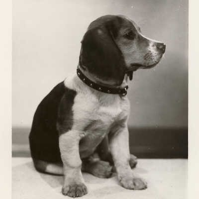 Unidentified Dog