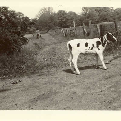 Man with calf