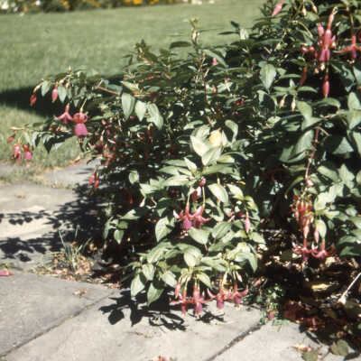450 Frost Place