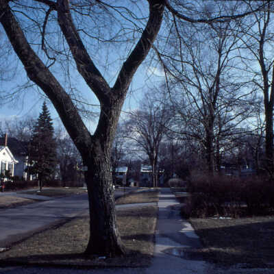Vine-Oakwood Streetscape